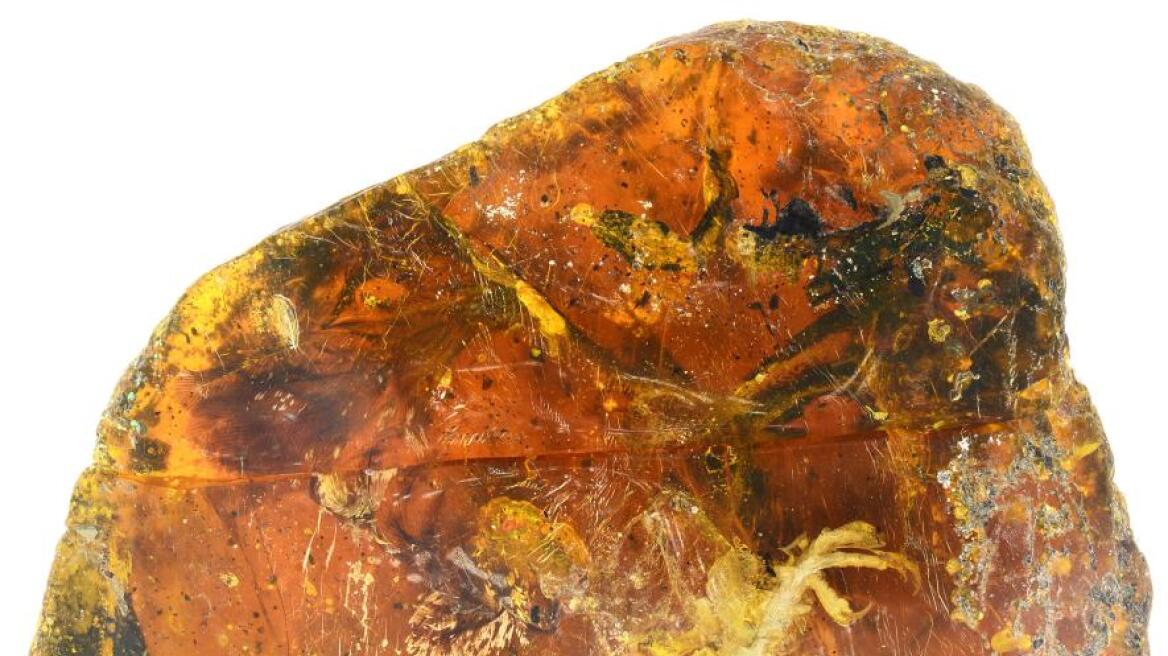 Baby bird from time of dinosaurs found fossilized in amber