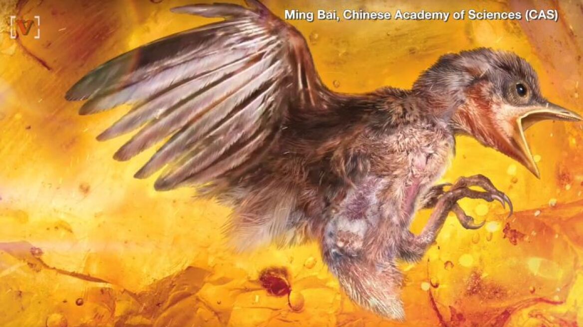 Εκπληκτική ανακάλυψη: Βρέθηκε αυτούσιο πτηνό 99 εκατ. ετών (βίντεο)