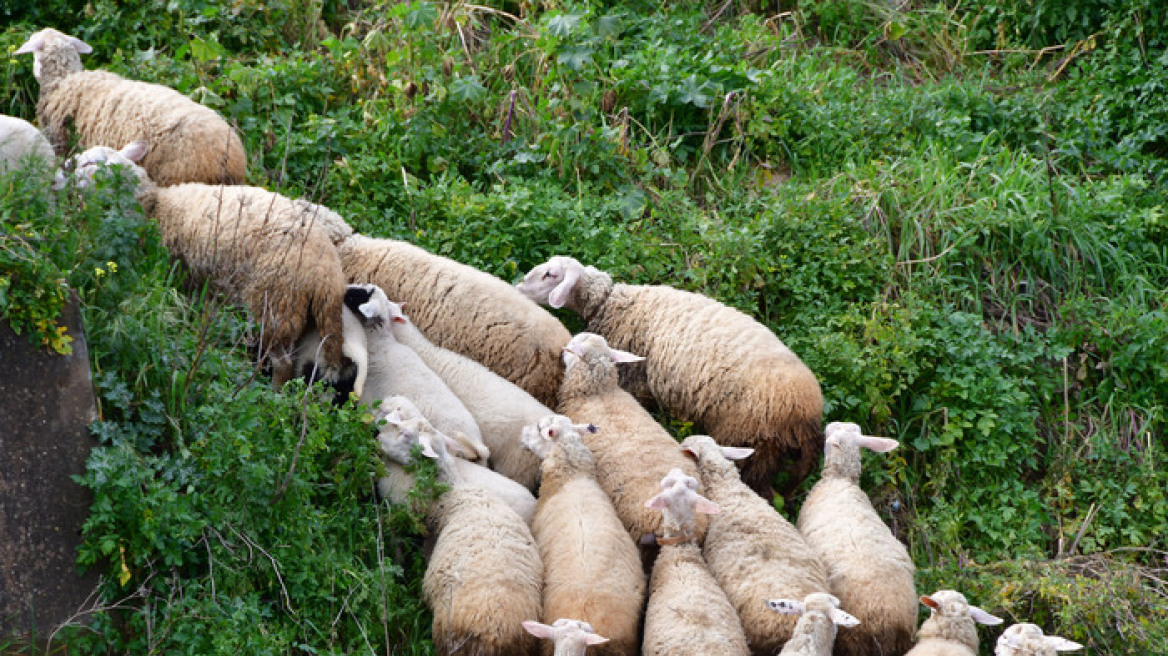 Έβρος: Σε συναγερμό οι υπηρεσίες για κρούσματα ευλογιάς σε αιγοπρόβατα