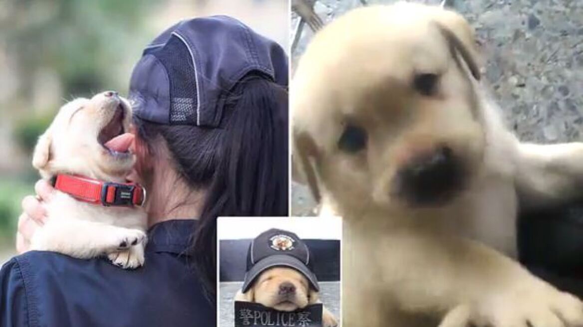 O πιο αξιαγάπητος σκύλος-αστυνομικός βρίσκεται στην Ταϊβάν - Δείτε φωτογραφίες