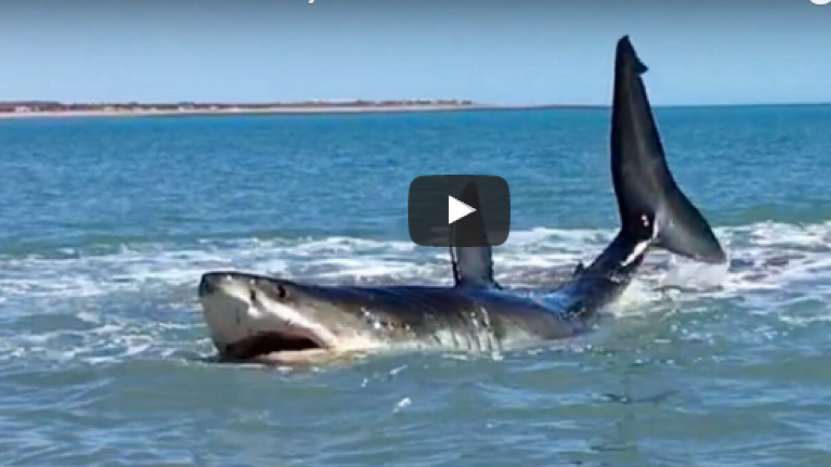 Great White Shark stuck in shallow waters captured on video!