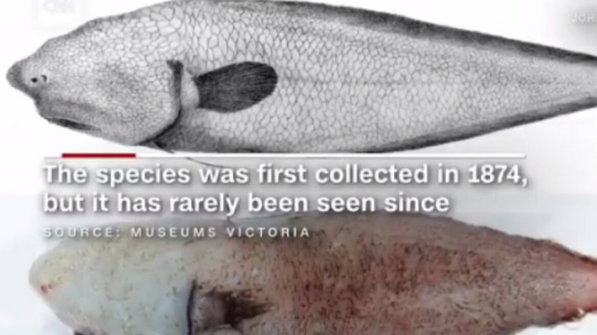 Βρήκαν είδος ψαριού που δεν έχει μάτια 