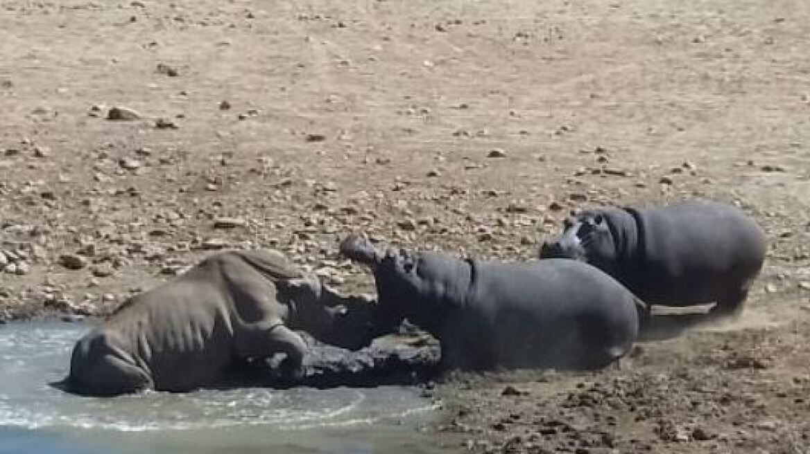 Βίντεο: Ιπποπόταμος επιτίθεται σε ρινόκερο και τον... πνίγει σε νερόλακκο 
