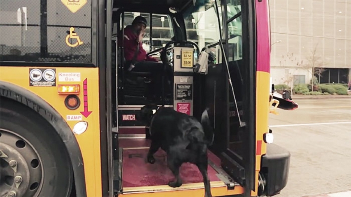 Γιατί αυτός ο σκύλος παίρνει κάθε μέρα το λεωφορείο