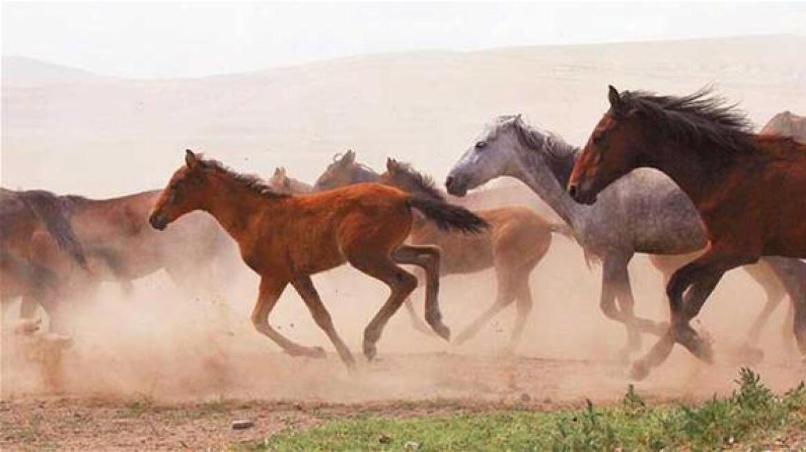 Τετρακόσια άγρια άλογα καλπάζουν στην Καπαδοκία 