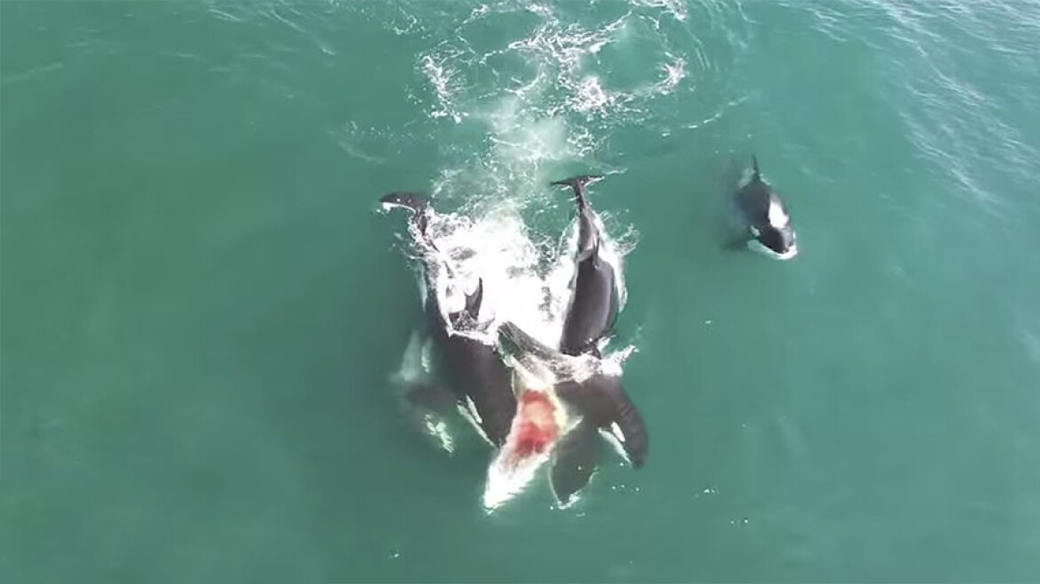 Σπάνιο βίντεο: Κοπάδι όρκες κατασπαράσσουν φάλαινα!