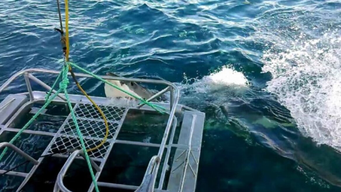  H στιγμή που λευκός καρχαρίας... επιτίθεται σε σκάφος