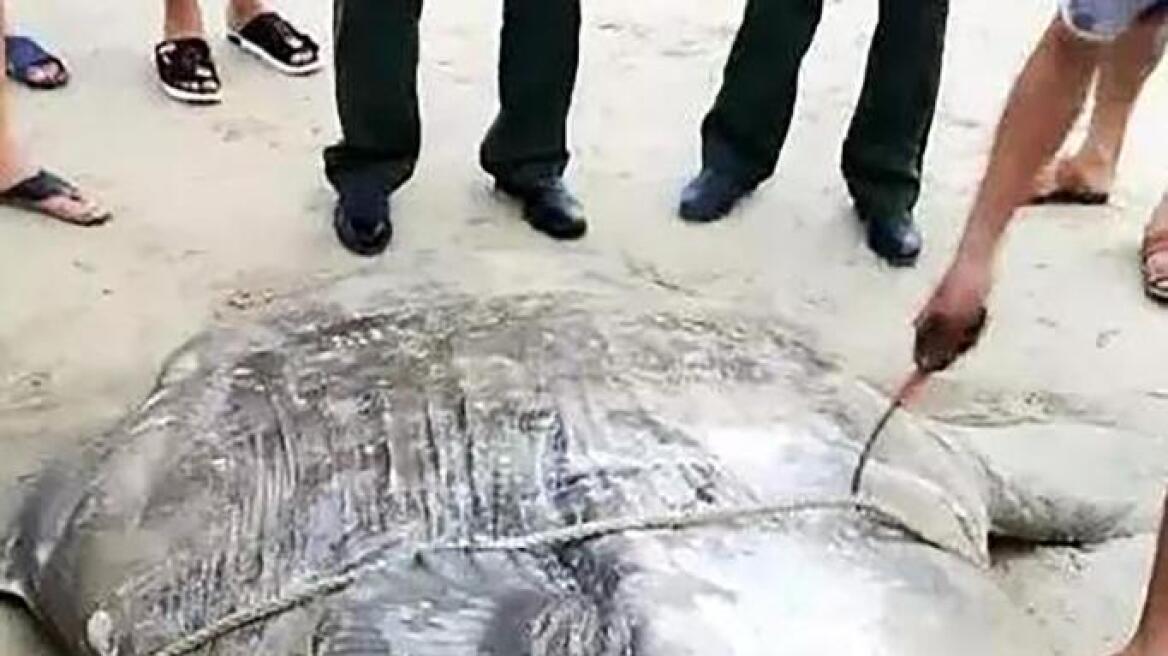 Φωτογραφίες: Η θάλασσα ξεβράζει τεράστια τερατόμορφα ψάρια στην Κίνα