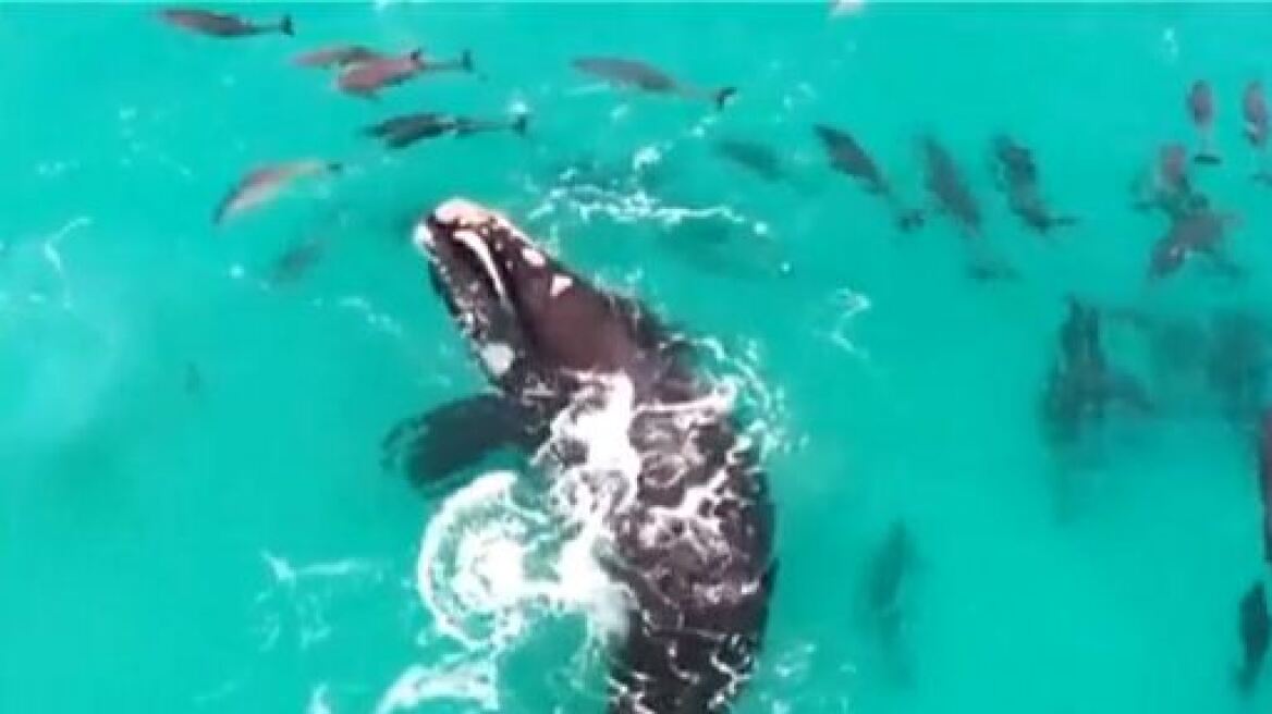Εκπληκτικό βίντεο: Ο χορός της φάλαινας με δεκάδες δελφίνια