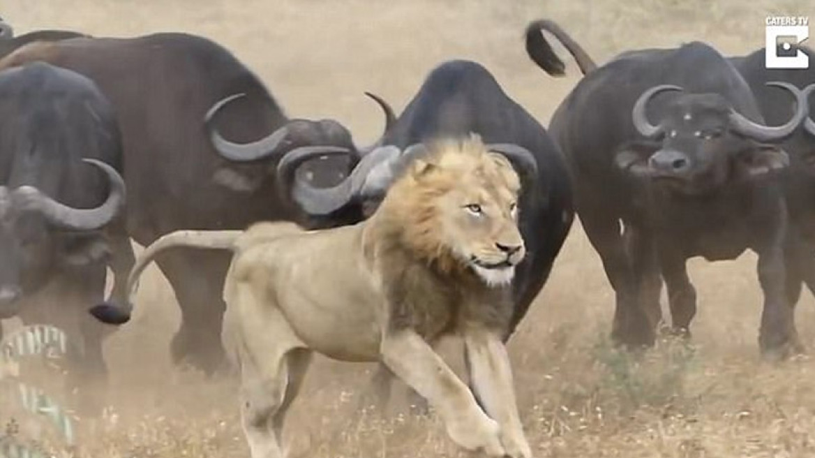 Βίντεο: Αγέλη βουβαλιών σώζει το «φίλο» της από λιοντάρια
