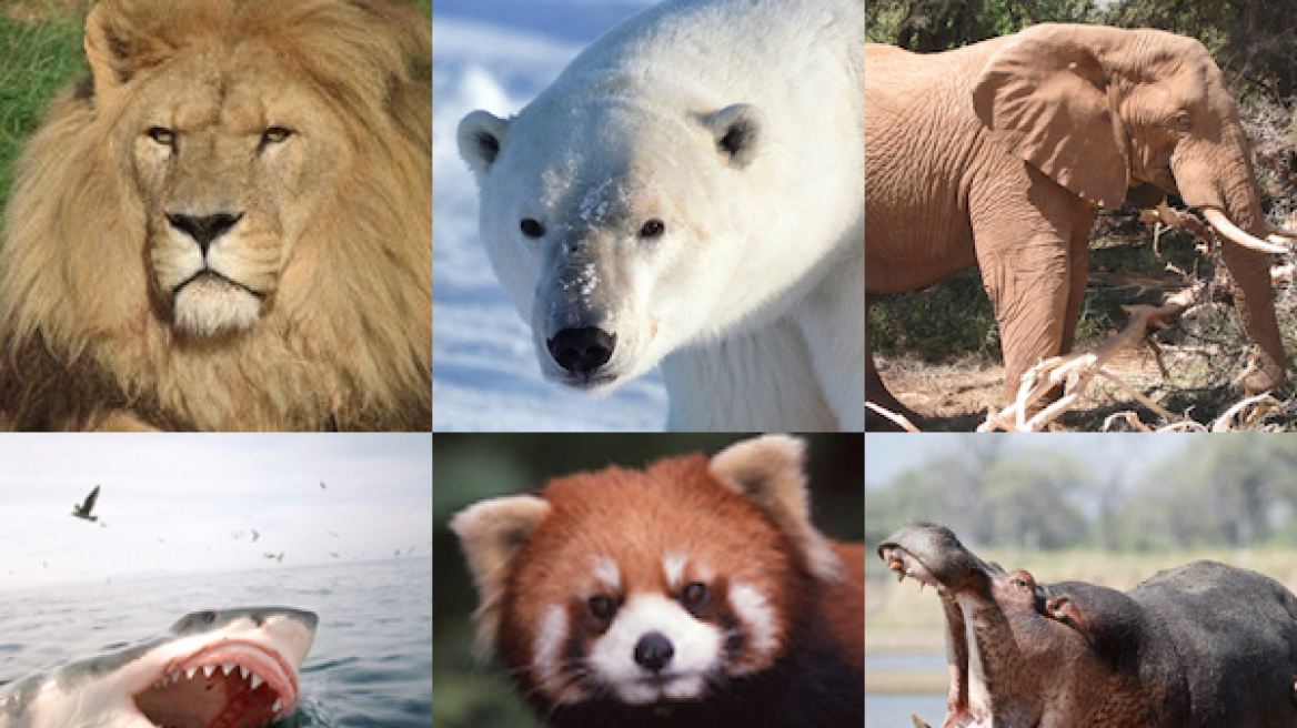 Τα ζώα εκπέμπουν σήμα κινδύνου: Ένα στα τρία είδη «βαδίζει» προς εξαφάνιση!