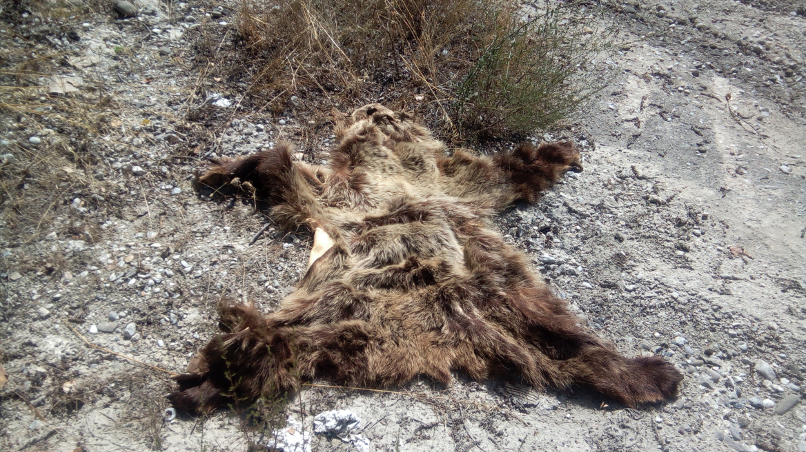 Κατεργασμένο δέρμα αρκούδας βρέθηκε στον Αλιάκμονα (φωτογραφίες)