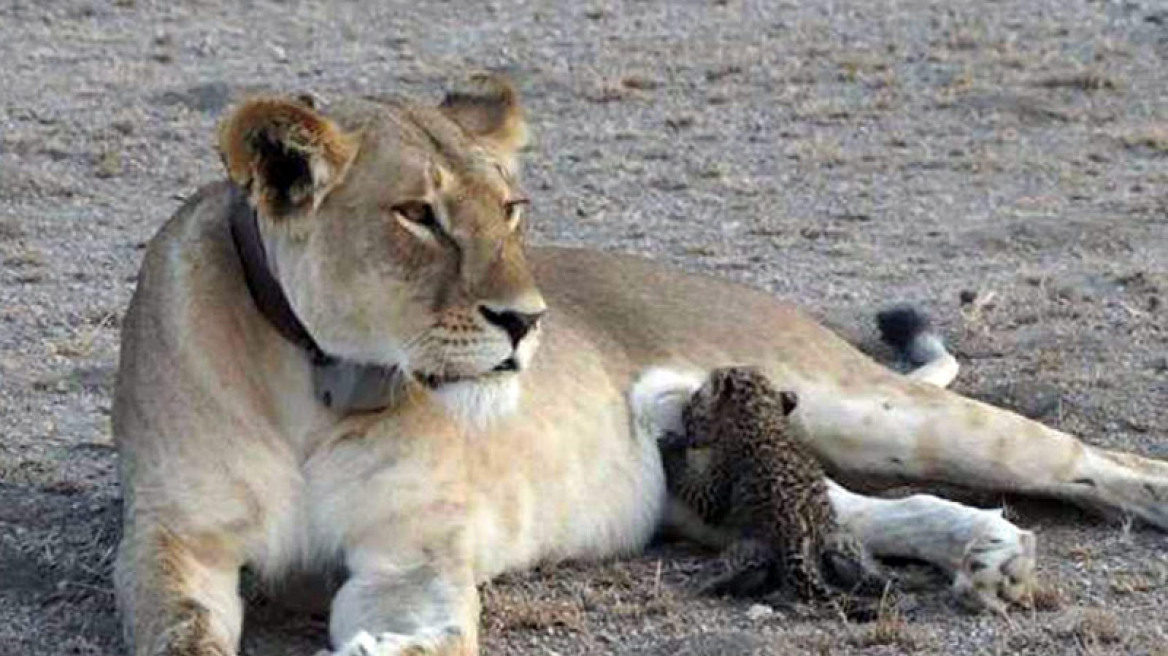 Εκπληκτικές φωτογραφίες: Λέαινα θηλάζει νεογέννητες λεοπαρδάλεις