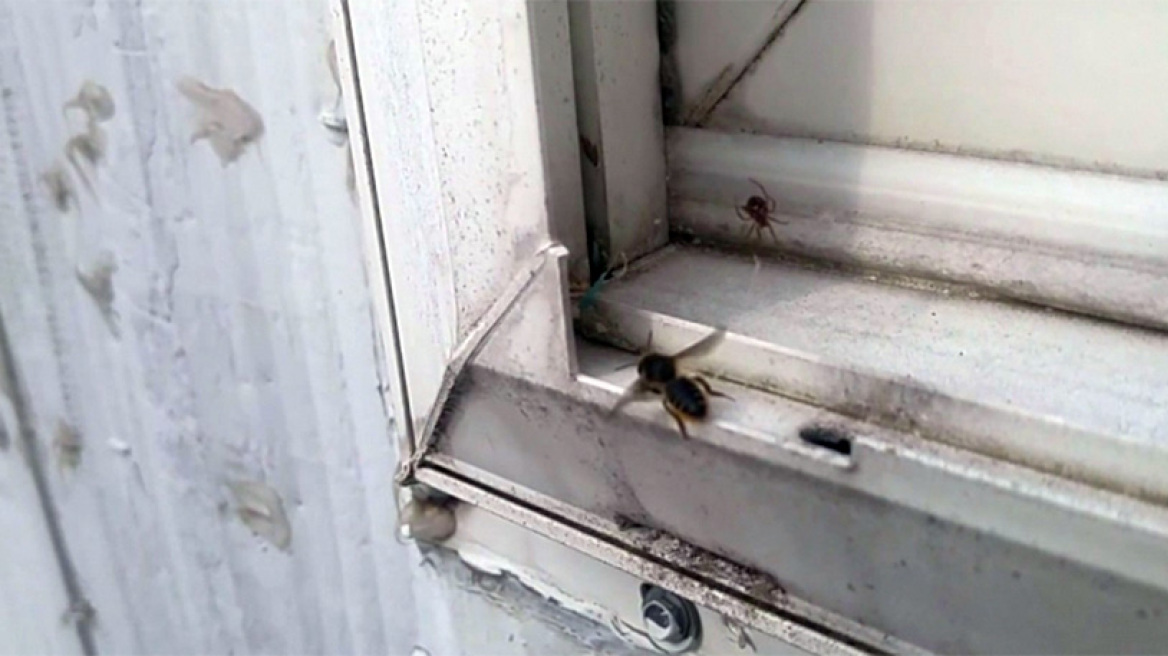 «Επική» μάχη ανάμεσα σε μέλισσα και αράχνη