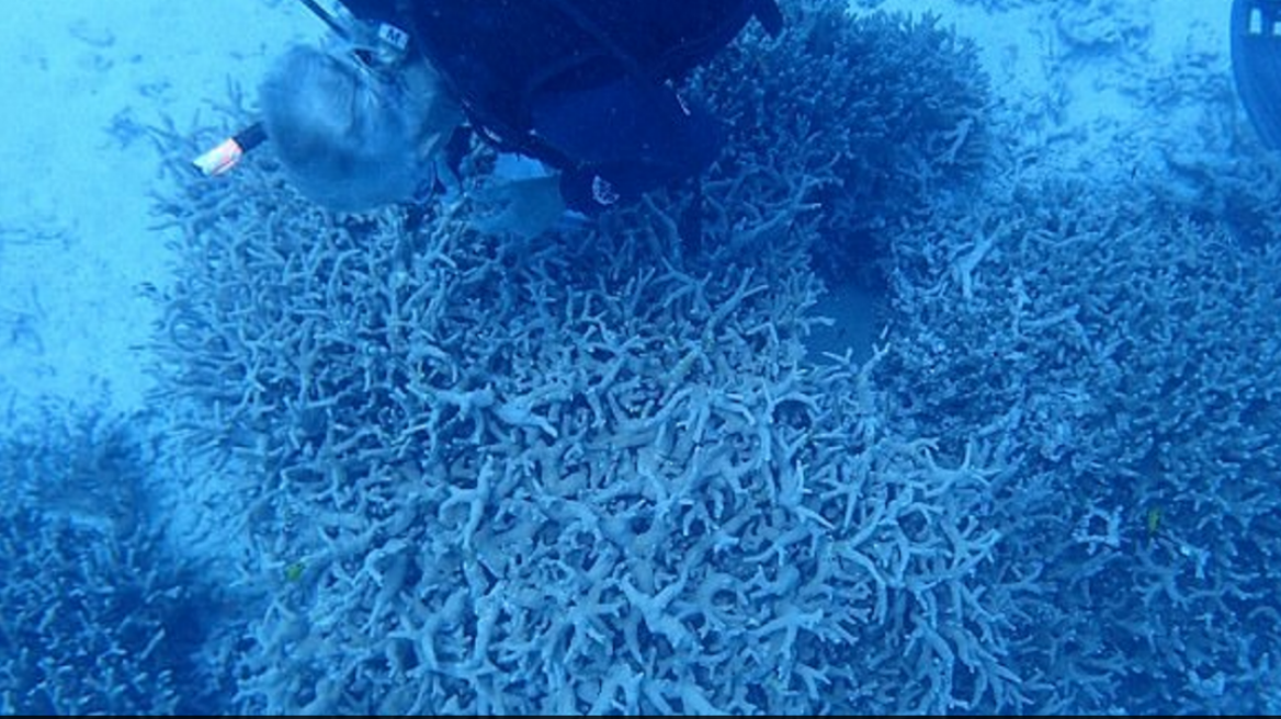 Νησιά Μπικίνι: Κοράλια στο μέγεθος... αυτοκινήτου μετά από πυρηνικές δοκιμές