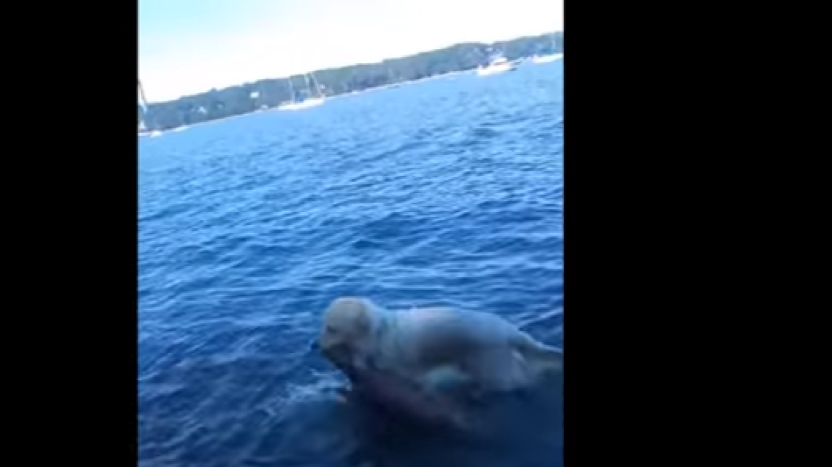 Απίστευτο βίντεο: Σκύλος σώζει ελαφάκι που πνίγεται σε λίμνη