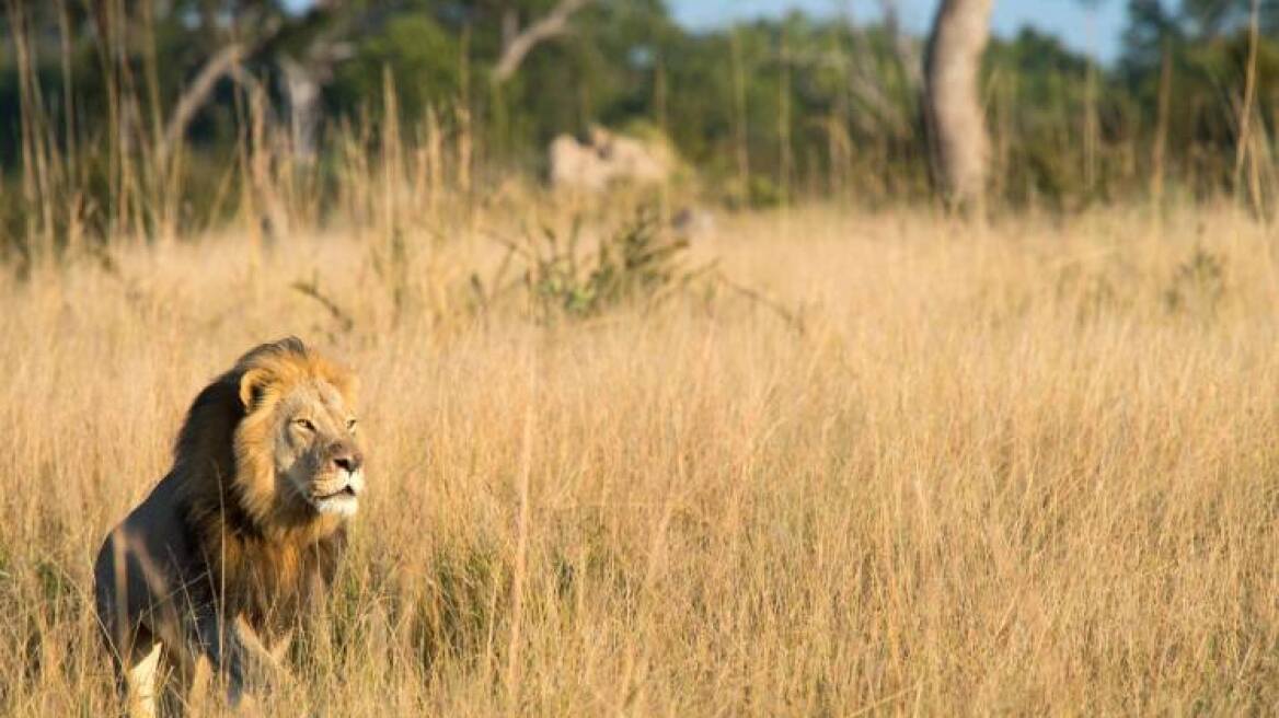 Ζιμπάμπουε: Σκότωσαν και τον γιο του θρυλικού λιονταριού Σεσίλ