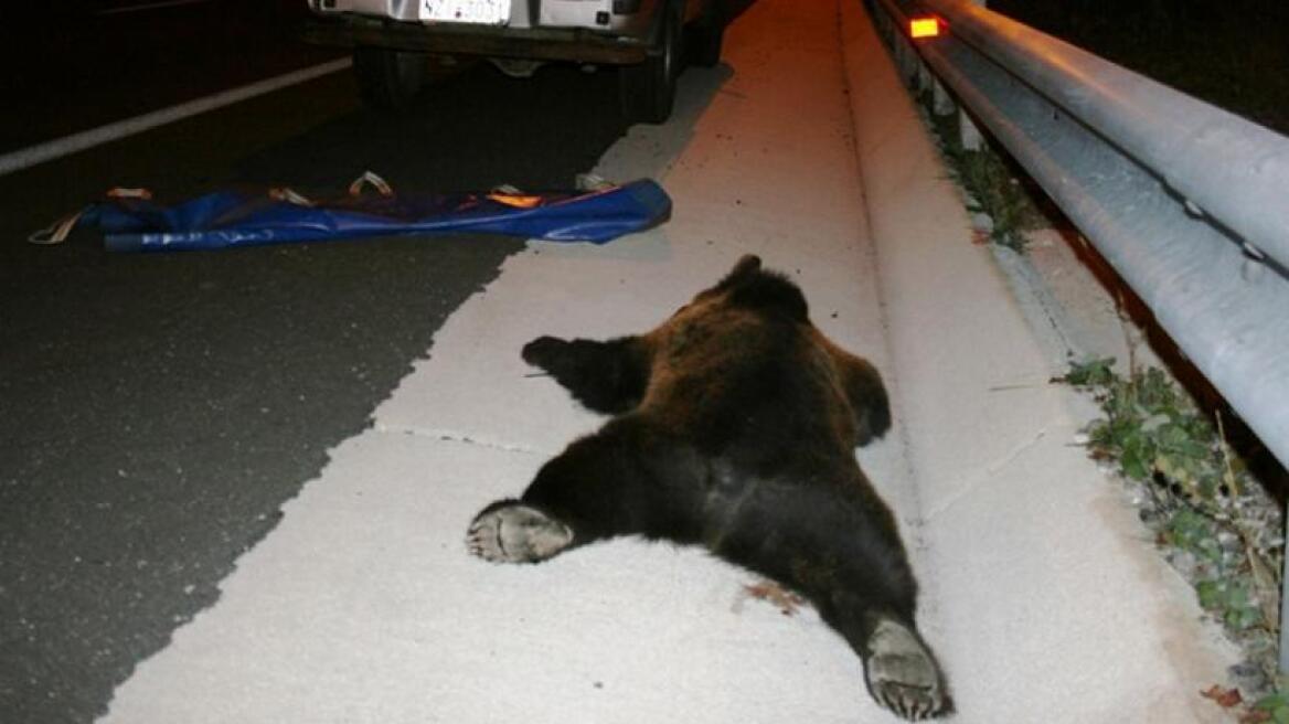 Νεκρή αρκούδα σε τροχαίο στο Αμύνταιο
