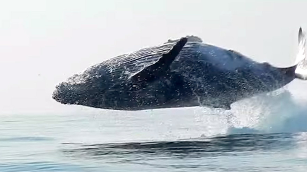 Απίστευτο: Φάλαινα 40 τόνων... ίπταται σαν δελφίνι