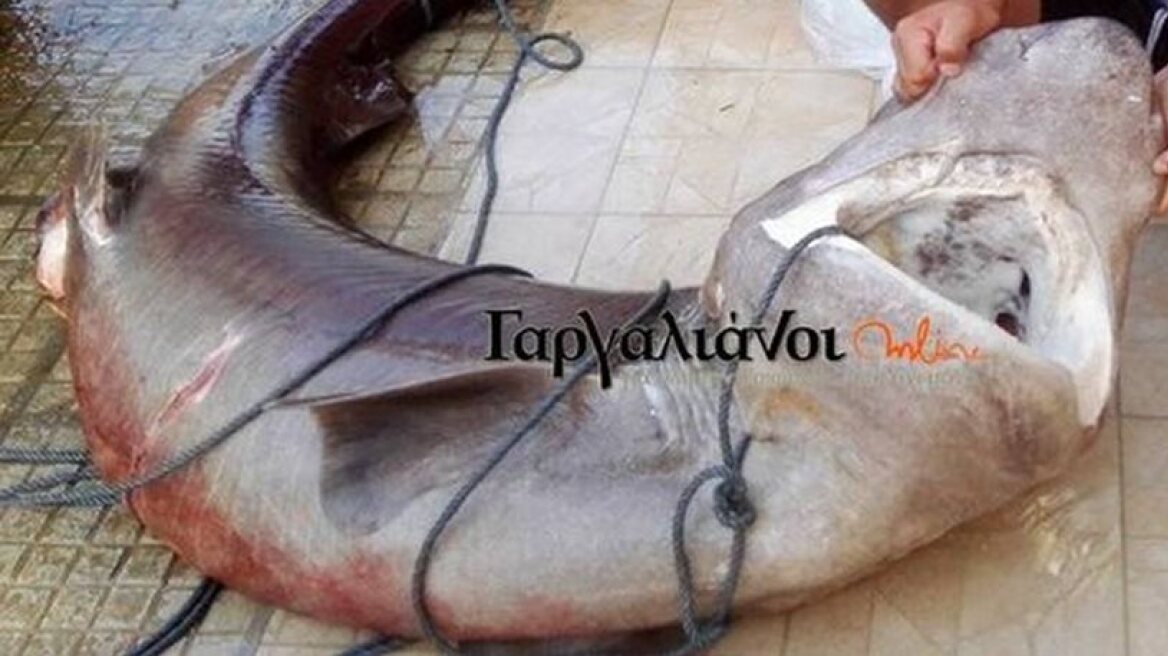 Fishermen catch 180kg shark! (photo)