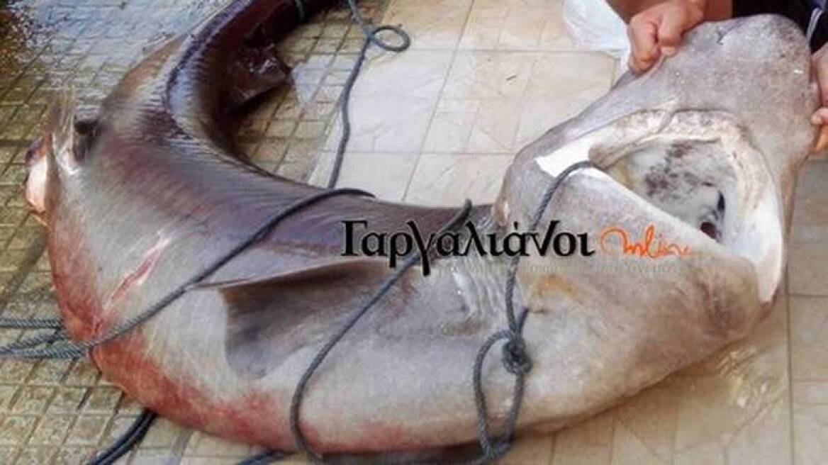 Φωτογραφία: Έπιασαν καρχαρία 180 κιλών στο λιμάνι της Μαραθόπολης