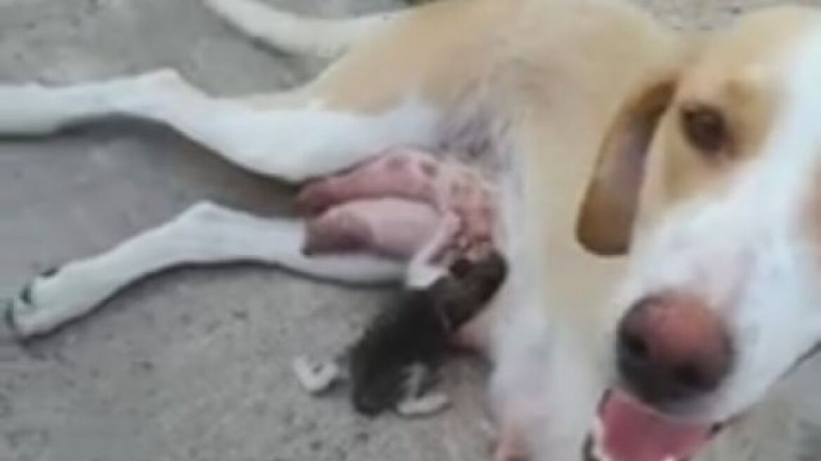 Βίντεο από Λαμία: Σκυλίτσα θηλάζει γατάκι που πέταξαν στα σκουπίδια