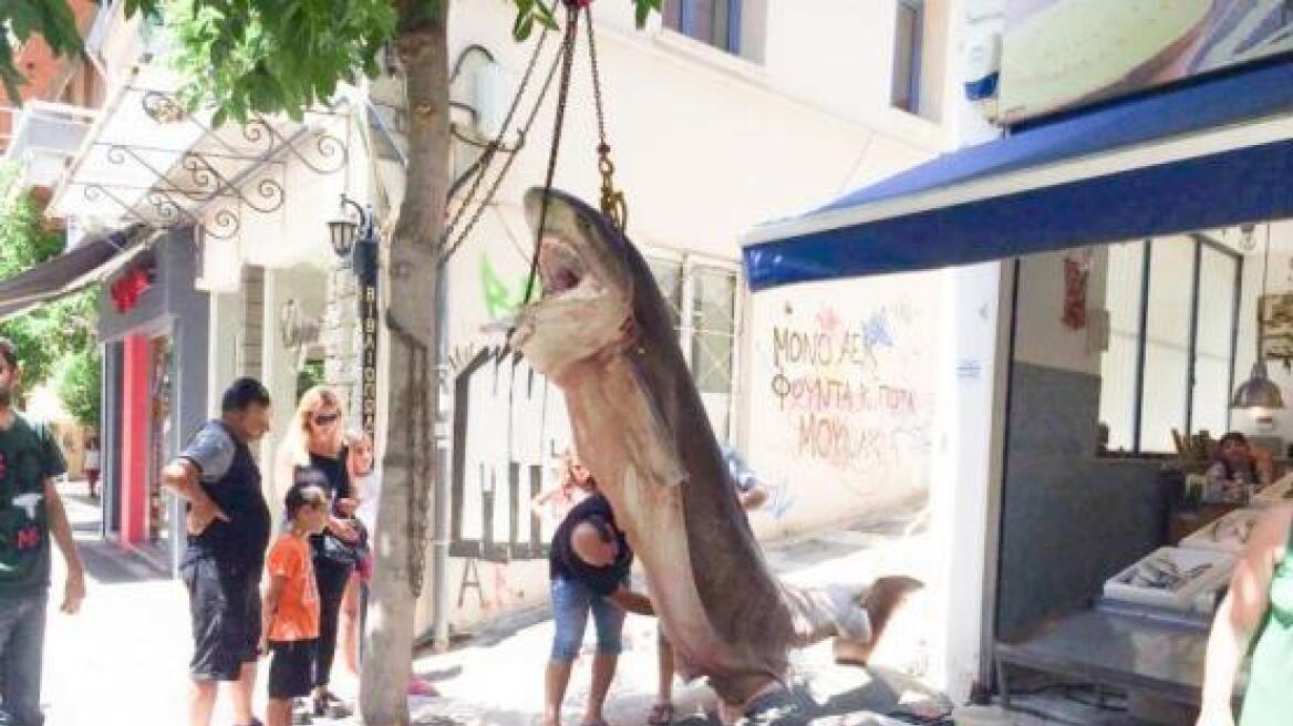 Ψαράδες έπιασαν έναν καρχαρία 300 κιλών στην Κεφαλονιά - Δείτε φωτογραφίες