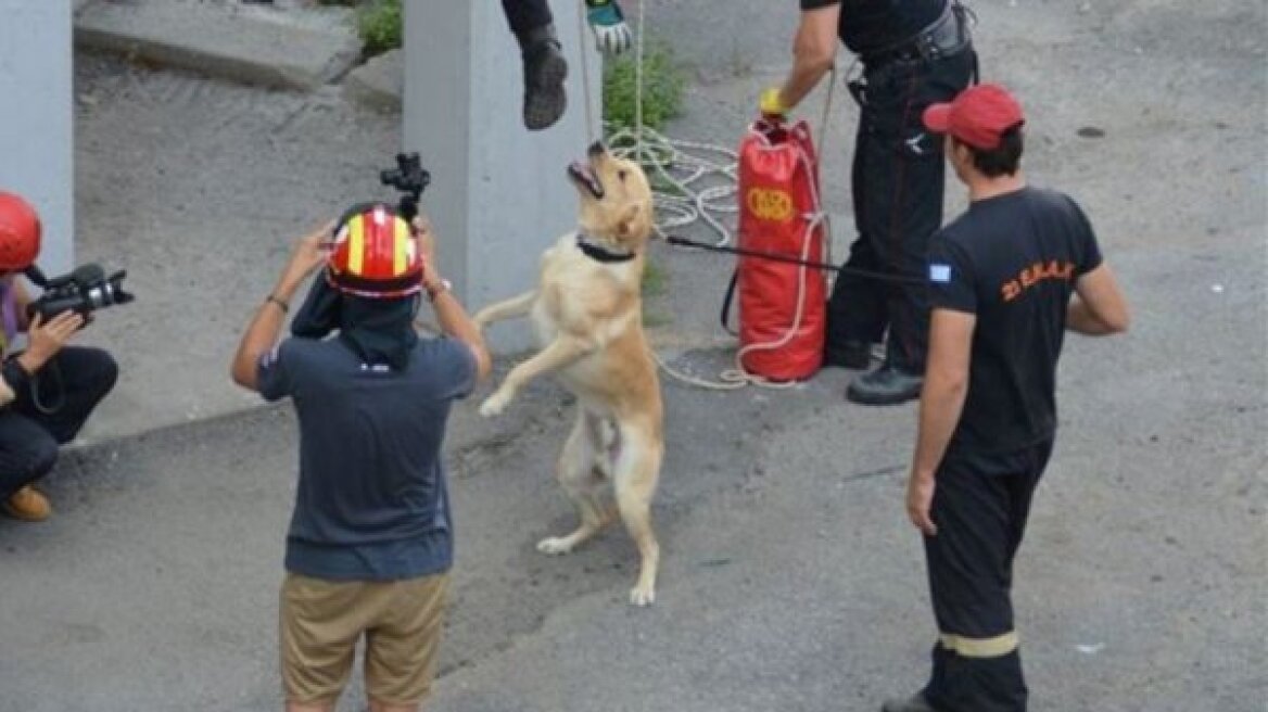 «Ζητιανεύουν» για να ταΐσουν τα διασωστικά σκυλιά της ΕΜΑΚ Θεσσαλονίκης
