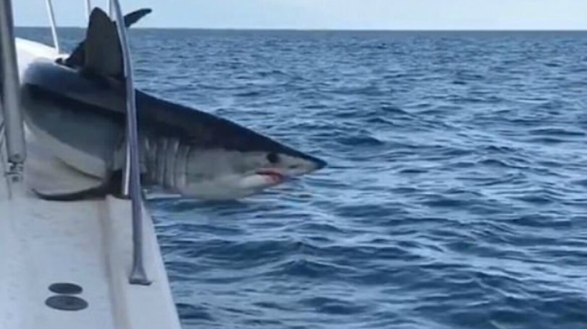 Scary moment of a shark trapped on board a boat trying to escape! (video)