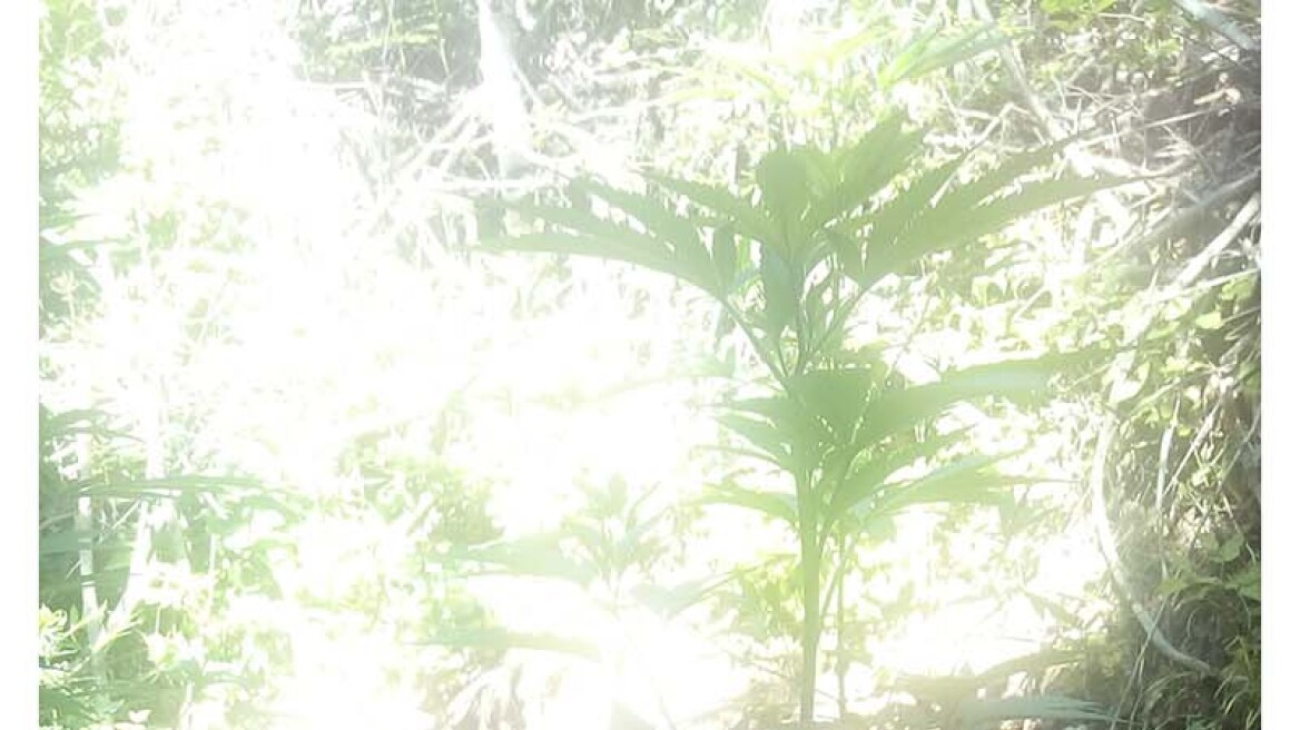 Ημαθία: Στο δάσος καλλιεργούσε μικρή χασισοφυτεία