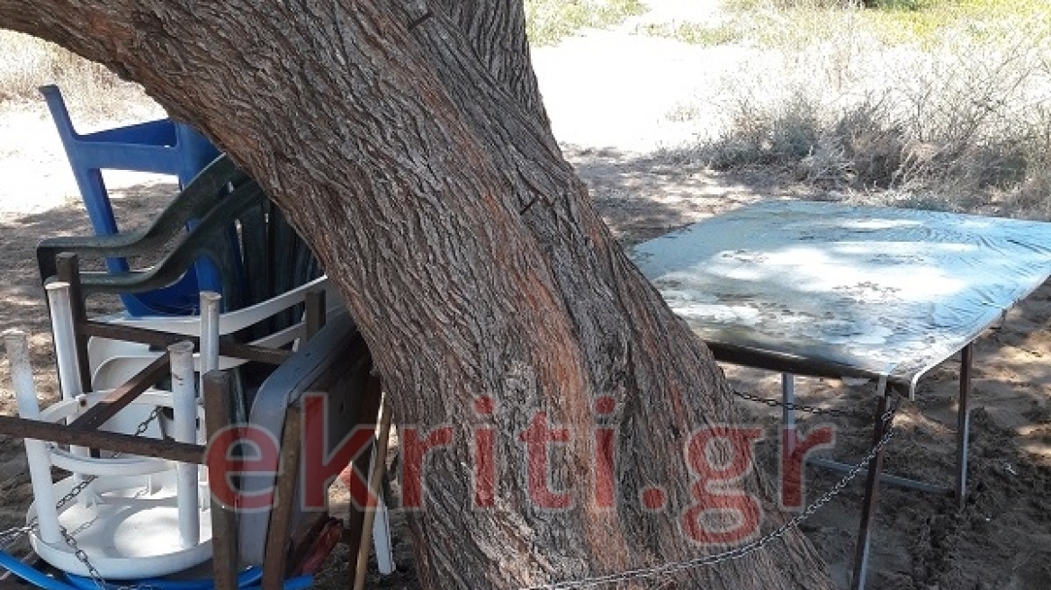 Κρήτη: Έκαναν «κατάληψη» σε δέντρο για να μην τους πάρουν τη θέση
