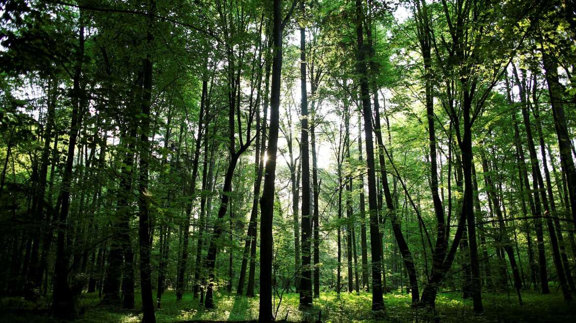 Η Πολωνία αγνοεί το Ευρωπαϊκό Δικαστήριο - Συνεχίζει την υλοτόμηση σε αρχέγονο δάσος