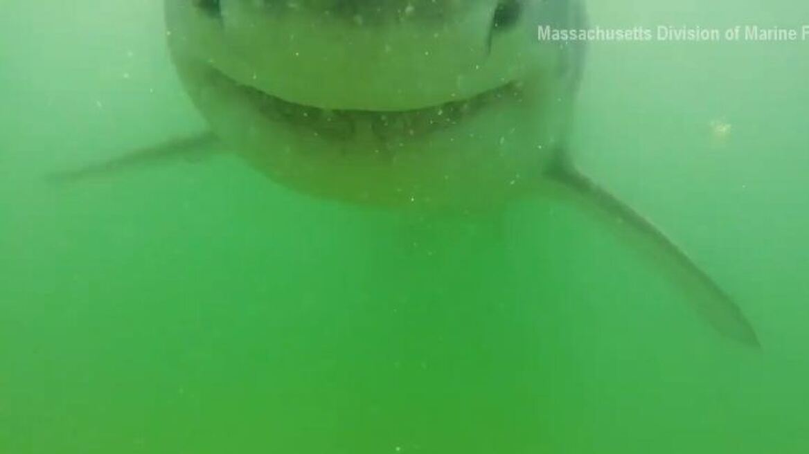 Βίντεο: Καρχαρίας κατεβάζει τα σαγόνια του στην κάμερα! 