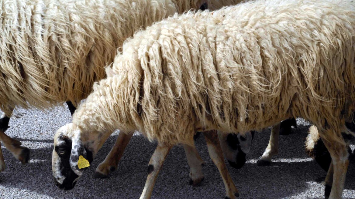 Χαλκιδική: Η τροχαία παρενέβη για να απομακρύνει πρόβατο από το δρόμο!