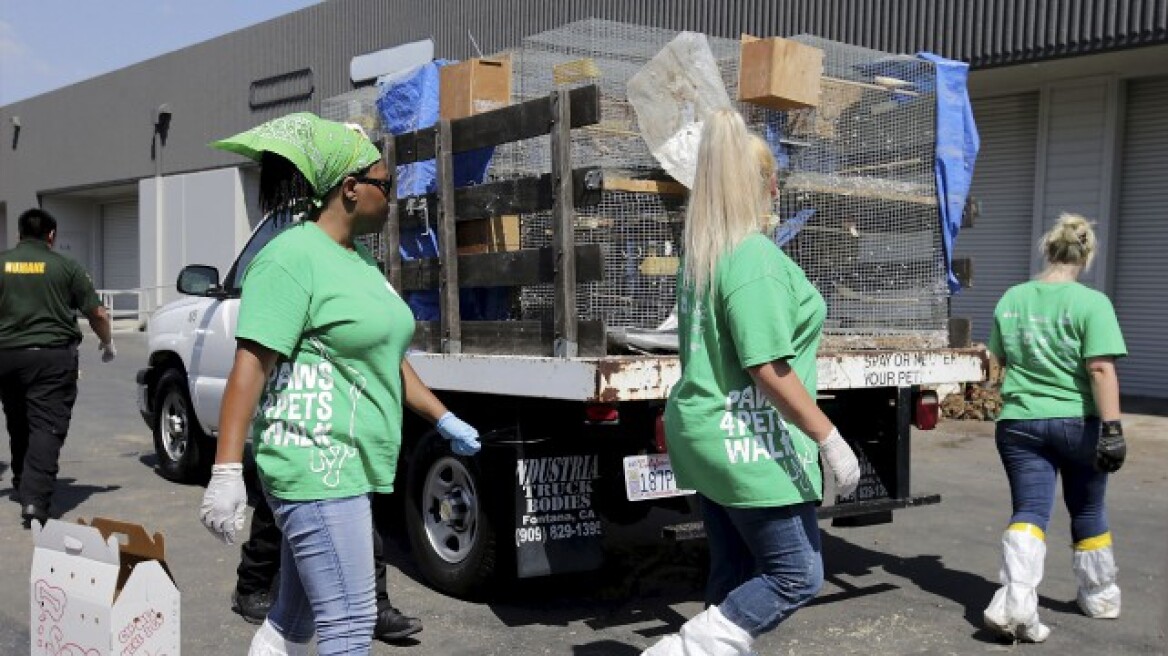Λος Άντζελες: 1.000 ζώα βρέθηκαν νεκρά σε βιομηχανική αποθήκη