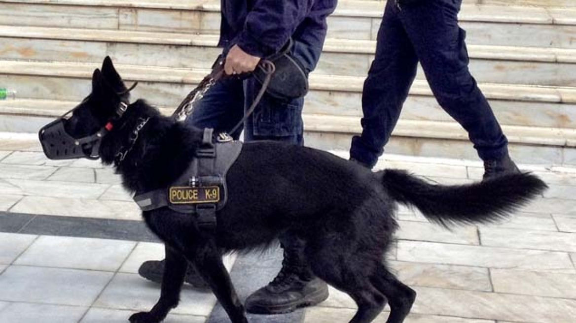 Κέρκυρα: Η σκυλίτσα της Δίωξης βρήκε δενδρύλλια και χασίς