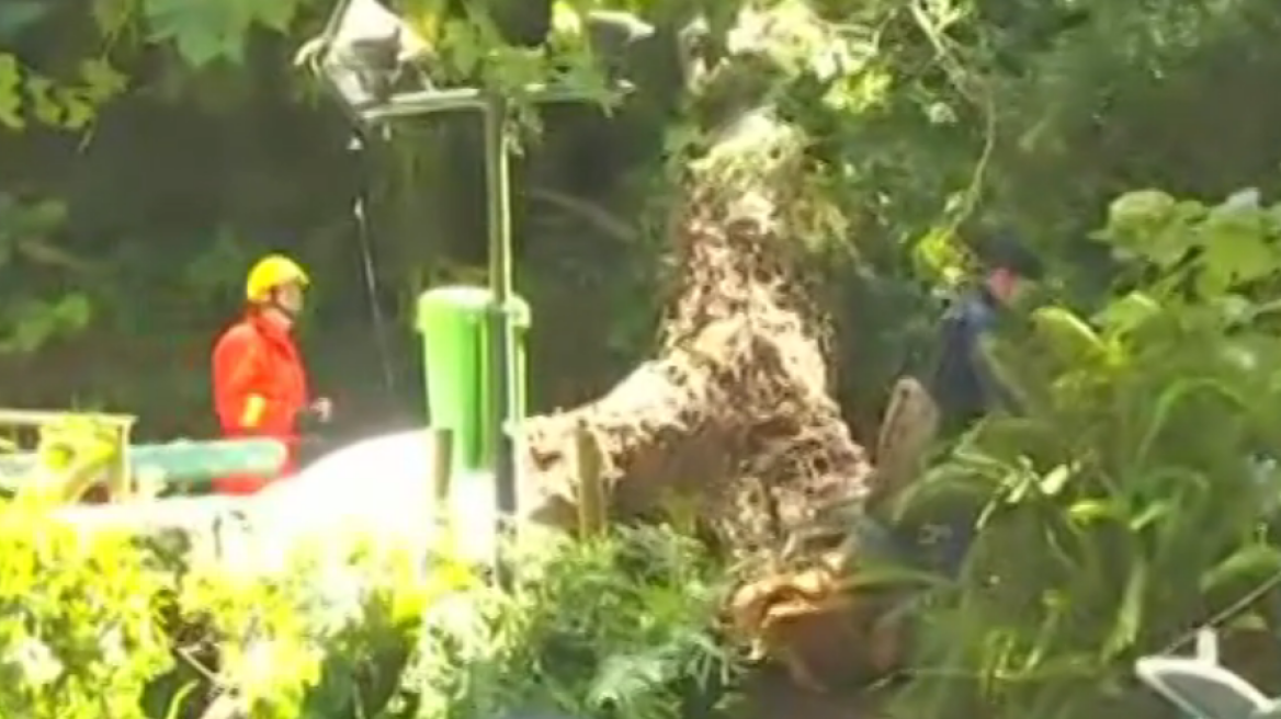 Τραγωδία στην Πορτογαλία: 11 νεκροί από πτώση δέντρου σε θρησκευτική γιορτή - Δείτε βίντεο
