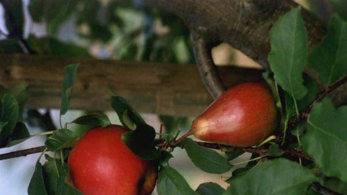 Η επιστήμη απαντά: Πώς προέκυψαν οι περίπου 7.500 ποικιλίες του μήλου;