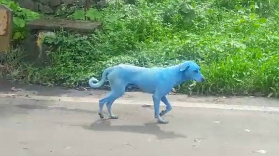 Στην Ινδία οι σκύλοι γίνονται μπλε! (pics & vid)