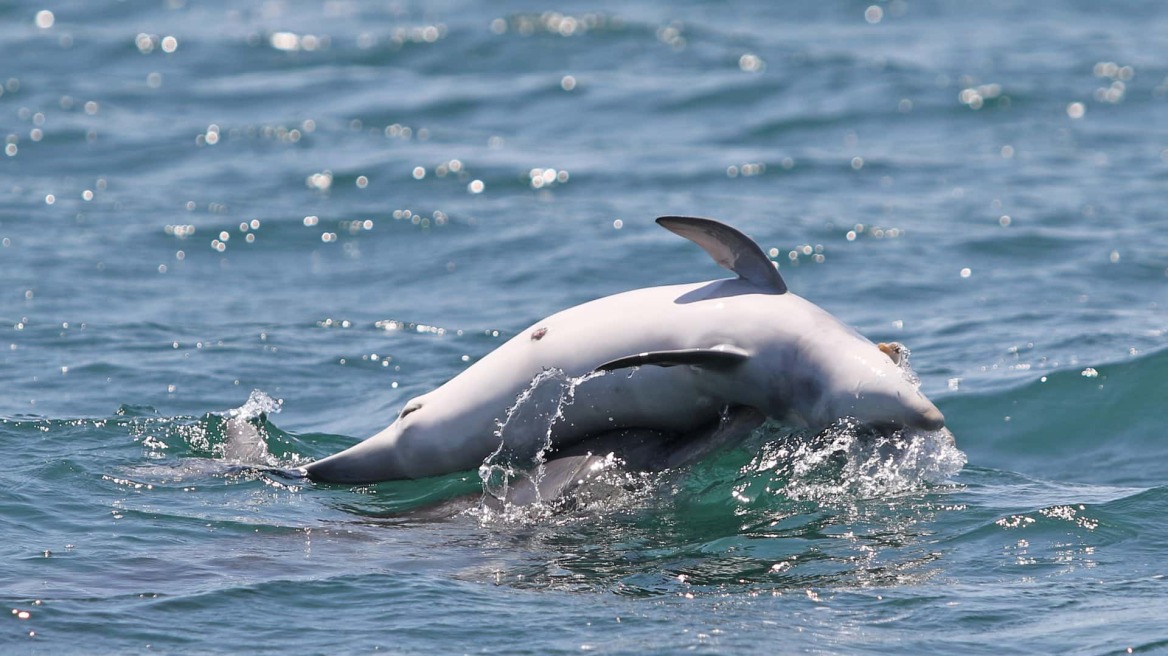 Σπαρακτικό βίντεο: Μαμά δελφίνι αρνείται να εγκαταλείψει το νεκρό μωρό της!