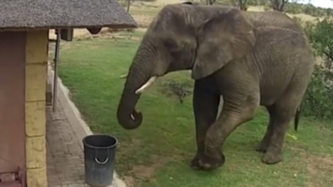 Ελέφαντας «πιάστηκε» να πετάει σκουπίδια στον κάδο (vid)