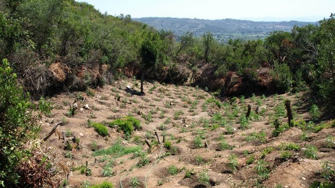 Ανατολική Μάνη: Αναζητούν τους καλλιεργητές των 1.254 χασισόδεντρων