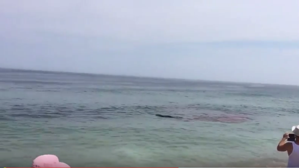 Βίντεο-σοκ: Η στιγμή που καρχαρίας επιτίθεται σε φώκια δίπλα σε σέρφερ - Η θάλασσα βάφτηκε κόκκινη