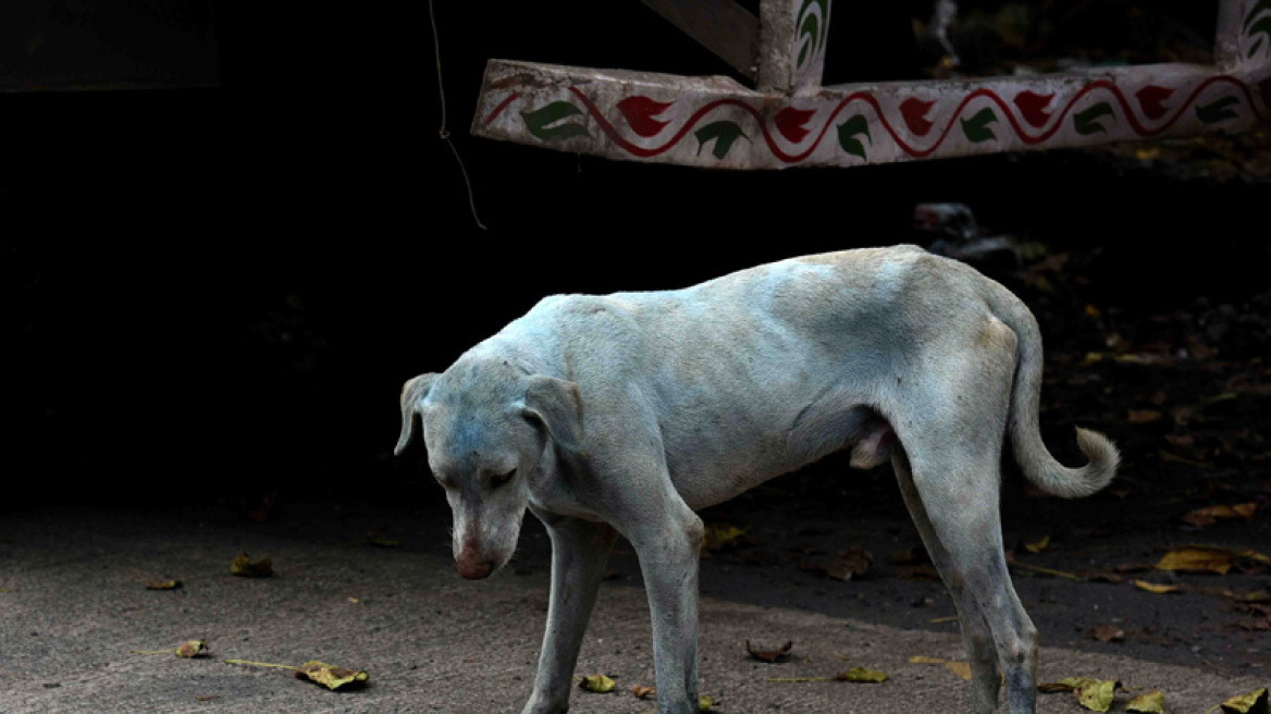 Τι συμβαίνει στο Μουμπάι και οι σκύλοι είναι μπλε;