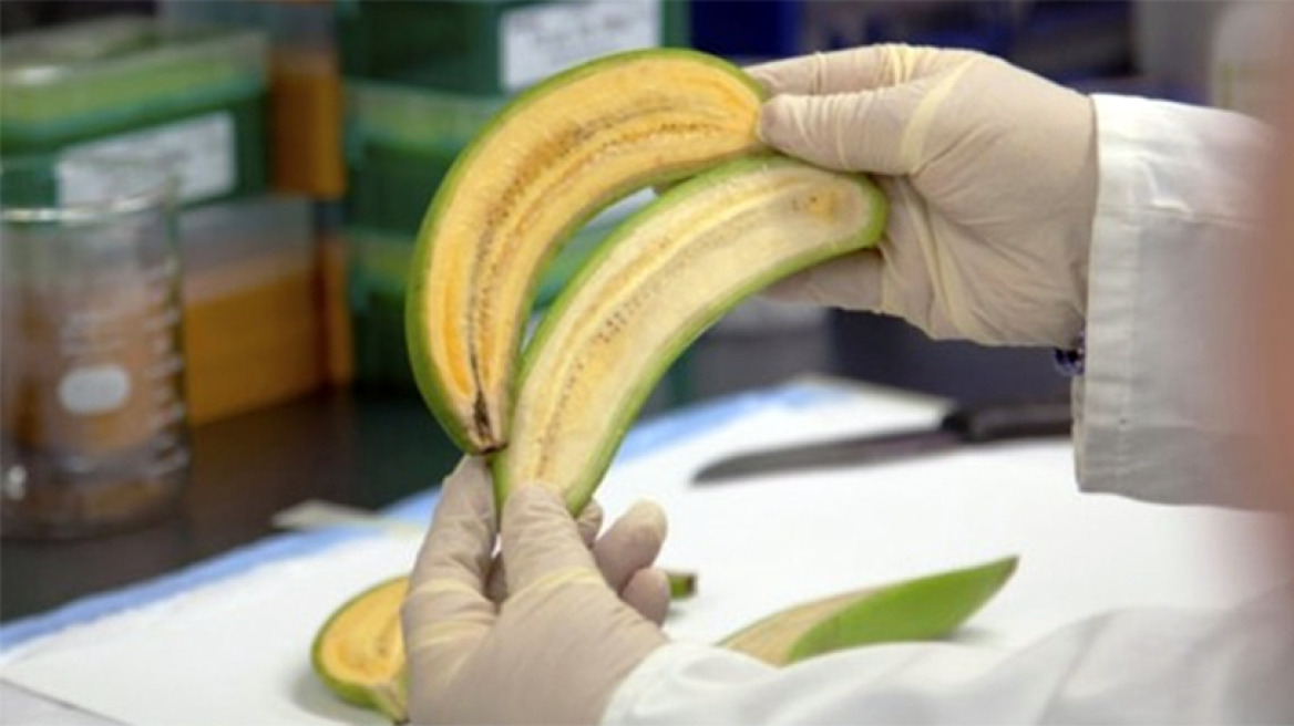 Όλες οι βιταμίνες σε μία μόνο «βιο-ενισχυμένη» μπανάνα