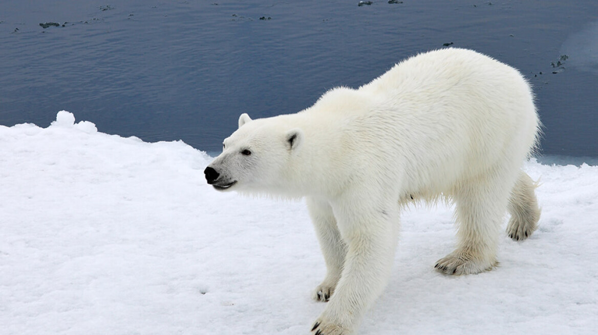 Νορβηγία: Πείραξες πολική αρκούδα; Πρόστιμο!