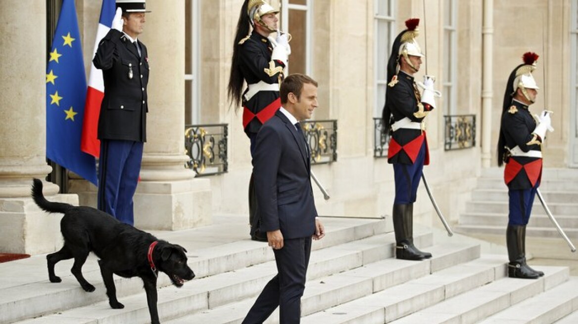 Νέμο: Ένα πανέμορφο λαμπραντόρ, προεδρικός Σκύλος της Γαλλίας