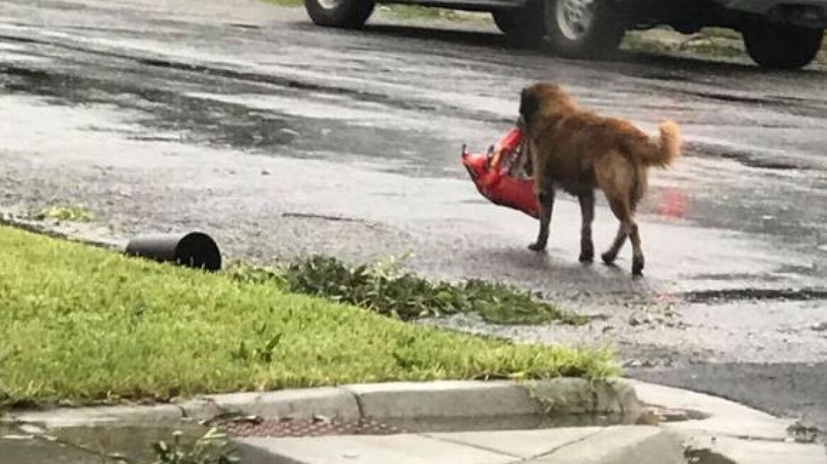 Viral: Ο σκύλος με τη σακούλα στο στόμα - σύμβολο επιβίωσης από τον τυφώνα