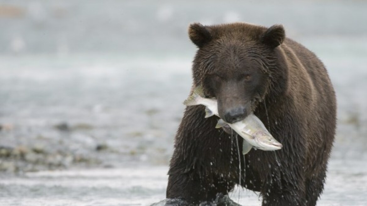 Γιατί οι αρκούδες της Αλάσκας γίνονται σιγά σιγά φυτοφάγες
