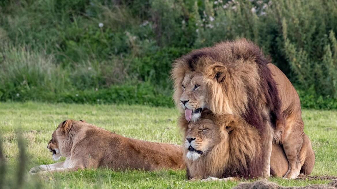 «Gay Pride» στη φύση: Όταν το λιοντάρι προτιμά το αρσενικό από την λέαινα! 